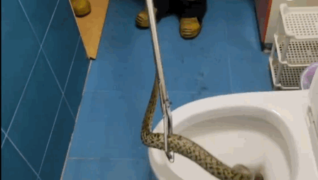 女子入厕大便全程遭拍，常州1女子当街大便