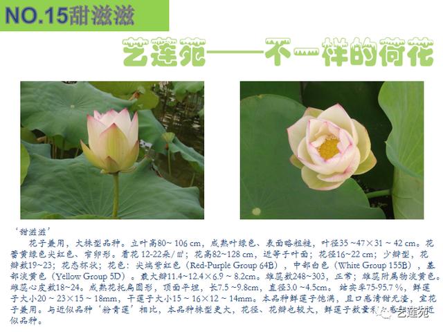 名贵荷花十大品种，最大的荷花品种排行榜