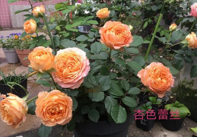 切花月季哪几个品种比较好，常见切花月季一览