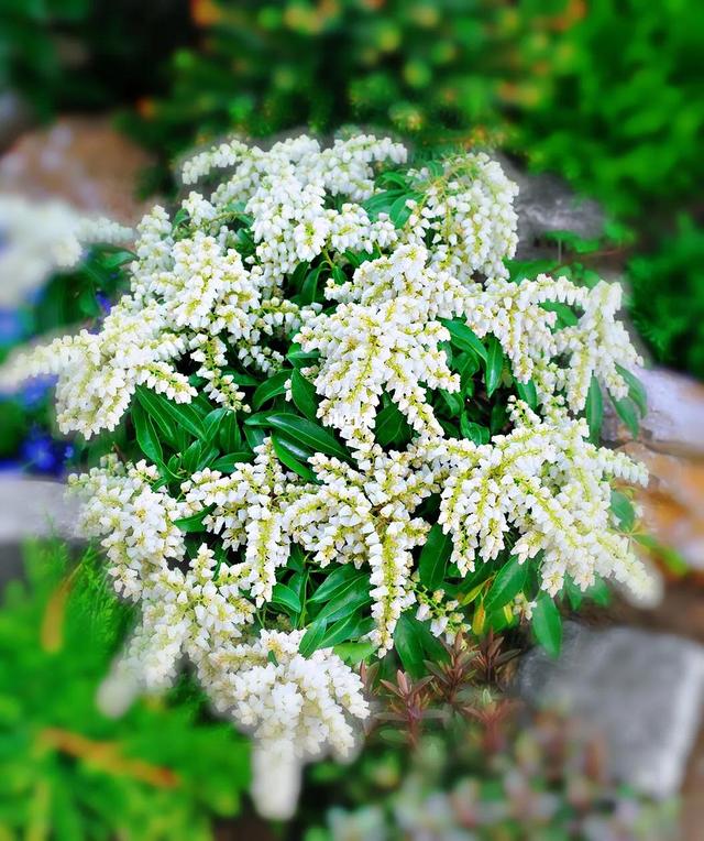 马醉木好不好养，马醉木及其品种介绍