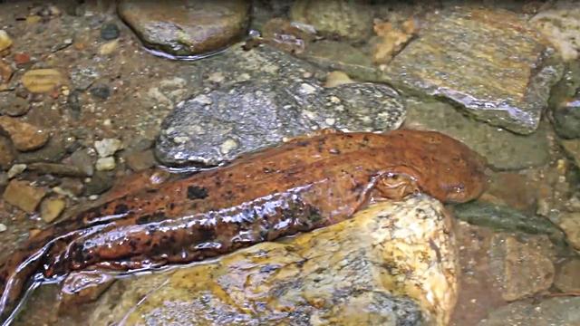 娃娃鱼与野生鱼的区别，曾千元难买1斤的娃娃鱼