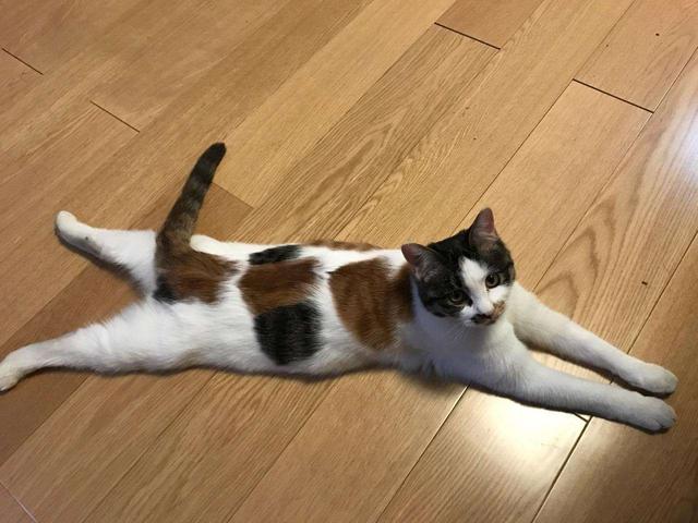 猫怕冷还是怕热，猫咪怕冷还是怕热的表现（如果您家猫有以下行为）