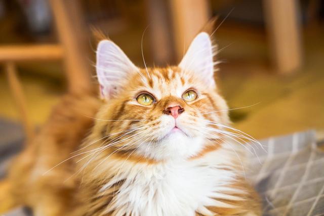 新手养猫基础知识，新手养猫基础知识宠物猫饲养