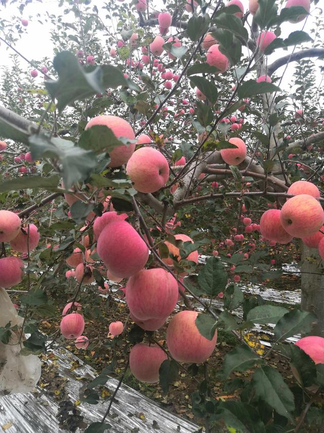 洛川红星苹果，洛川苹果甲天下