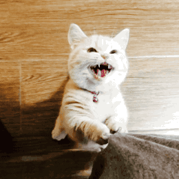 矮脚猫是什么品种，矮脚猫优缺点是什么（小短腿的矮脚猫，傻傻分不清楚）