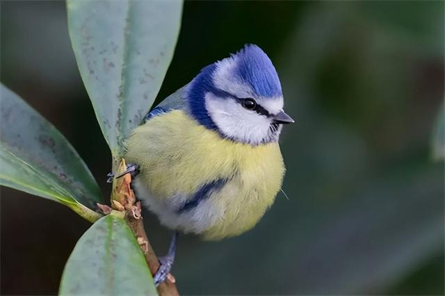 黑白搭配的鸟类有哪几些，令人惊叹的鸟类配色