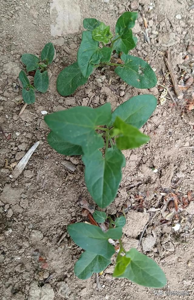 这么多野菜你认识几种，比韭菜还鲜嫩