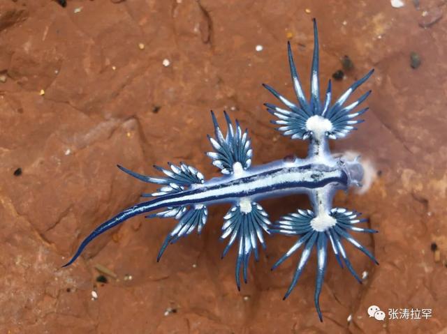 6种长相奇特的动物，千奇百怪一眼销魂