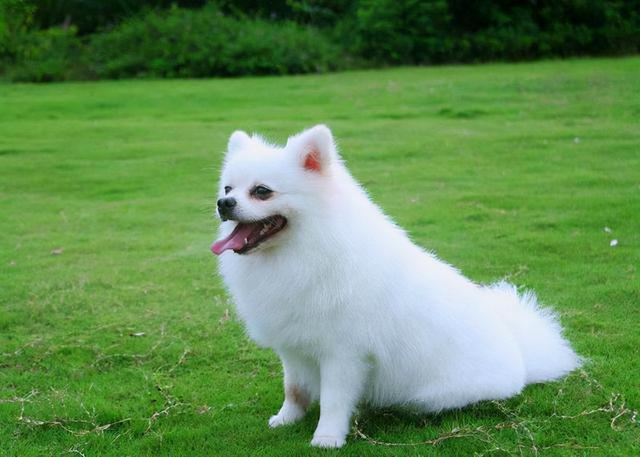 博美犬有哪些常见的病症，博美天生易患这5种疾病