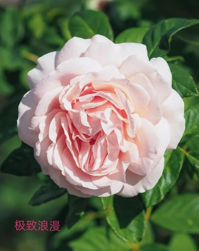 切花月季哪几个品种比较好，常见切花月季一览