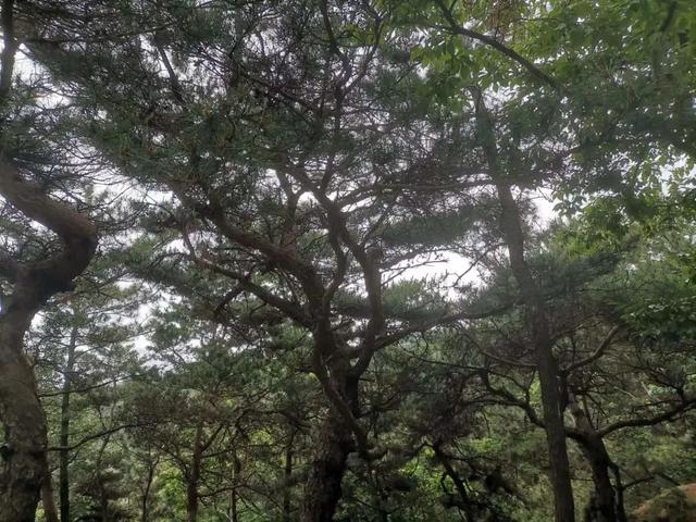 青岛崂山仰口景区半日游攻略，青岛免费游崂山