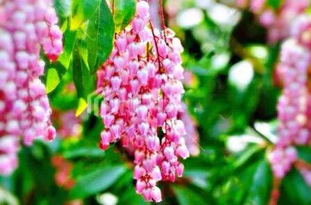 马醉木好不好养，马醉木及其品种介绍