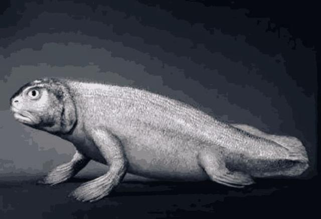 人的祖先是鱼吗，科学家证实人类是鱼进化而来