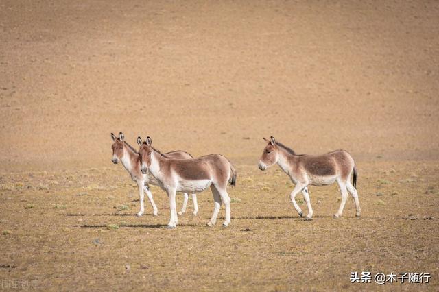 阿里大环线15天自驾游，一路向西直到阿里
