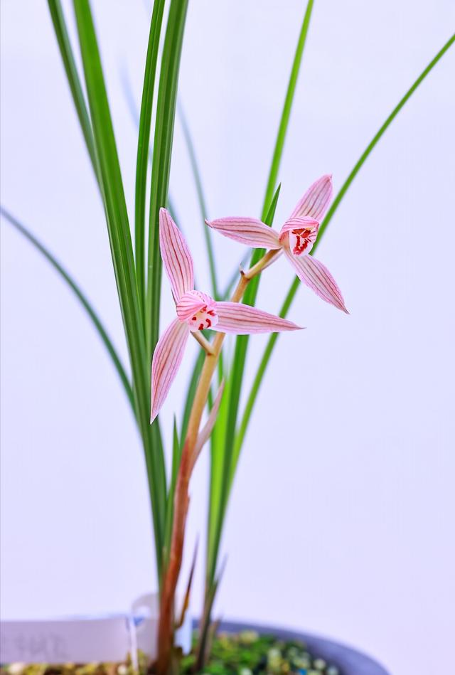 莲瓣，莲瓣兰珍荷