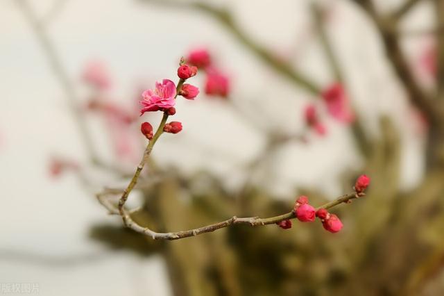 正月十五元宵节吃什么，正月十五元宵节能吃什么（正月十五元宵节）