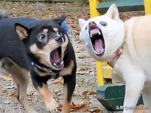 这6种东西就是狗狗的，狗狗最怕的四种狗