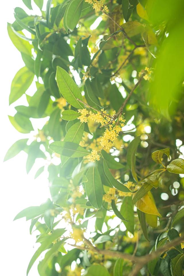 达州凤凰山景点介绍，云赏达州凤凰山