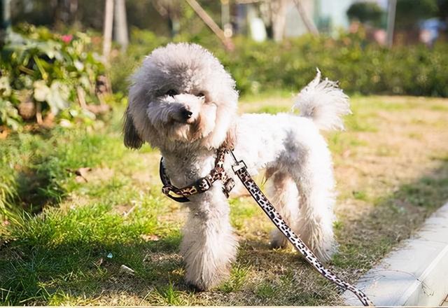 泰迪最长可以活多少年，最新研究称泰迪寿命或可达20岁