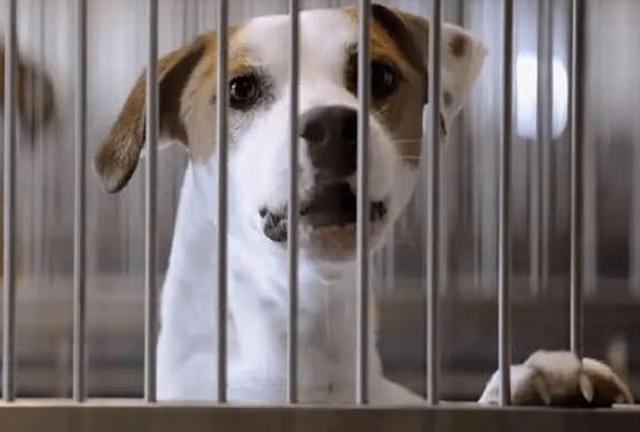 狗狗长了耳螨如何彻底治疗，狗狗耳螨顽固怎么办