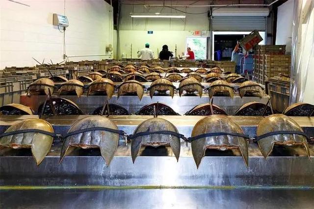 柬埔寨血奴事件，柬埔寨血奴事件发生原因（90后福建女子柬埔寨遭性侵殴打）