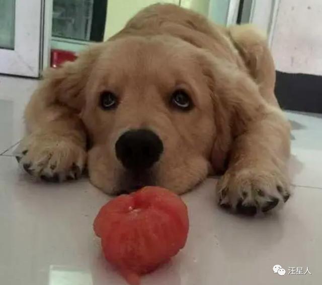狗狗能吃西兰花吗，狗狗到底能不能吃蔬菜水果（狗狗饮食“红黑榜”）