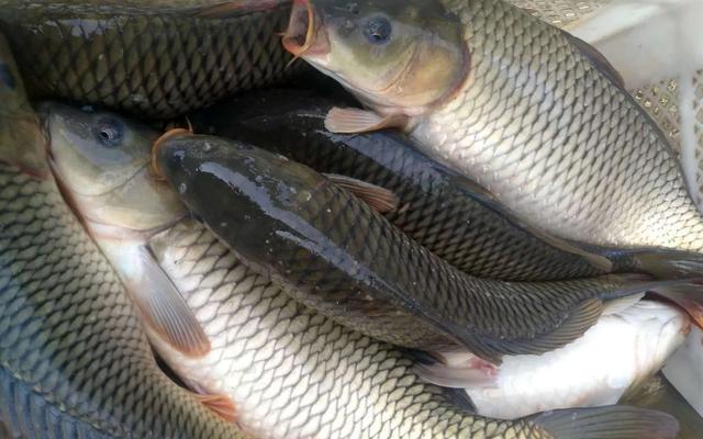 钓鲤鱼的绝招和技巧，钓鱼高手的擒鲤