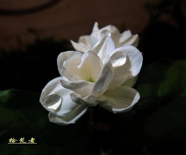 茉莉花代表的寓意是什么,好一朵茉莉花象征 茉莉花代表的寓意是什么,好一朵茉莉花象征