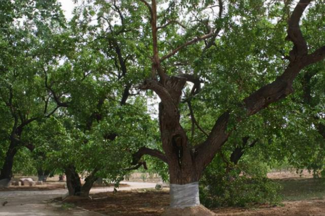 1855年前的黄河故道，黄河故道上残留下2万棵