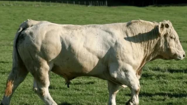 比利时蓝牛长什么样，人类干预自然繁育过程