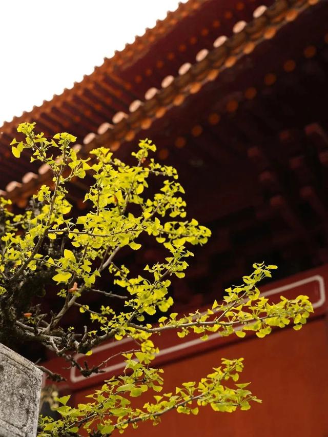 鸡足山旅游攻略，11月免费的大理宾川鸡足山（大理宾川鸡足山景区旅游攻略）