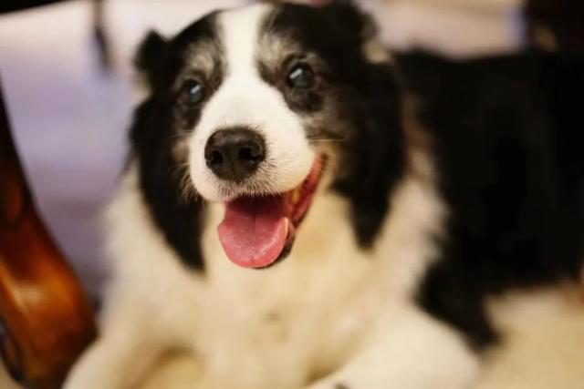 边牧和串串的狗哪个好养，毛毛宠城堡新宠