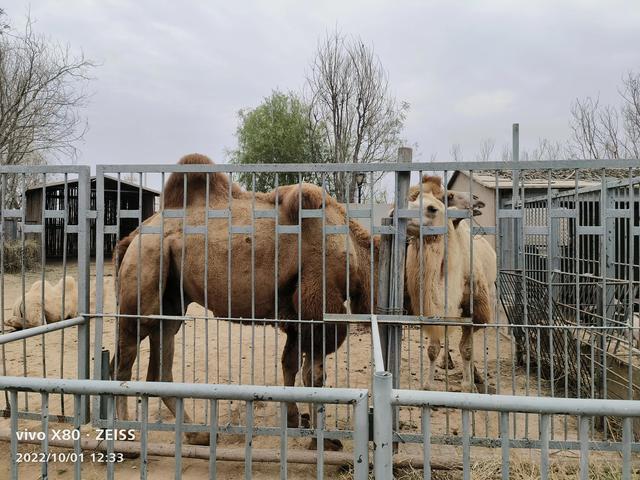石家庄动物园攻略，石家庄动物园游玩自带饭攻略