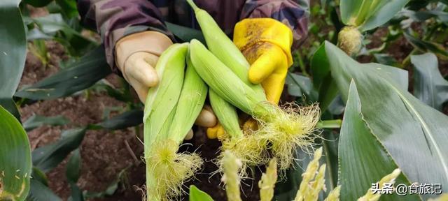 玉米笋的简单家常做法，促进食欲－黄瓜豆丁玉米笋