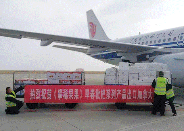 同样是大五星枇杷，四川米易枇杷几月成熟