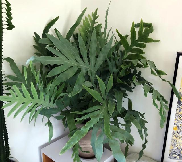 花期长的网红植物，年年是“开花机器”