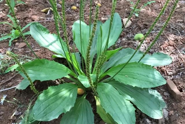 在农村这种植物被称为万能解毒草，农村常见酢浆草价值珍贵