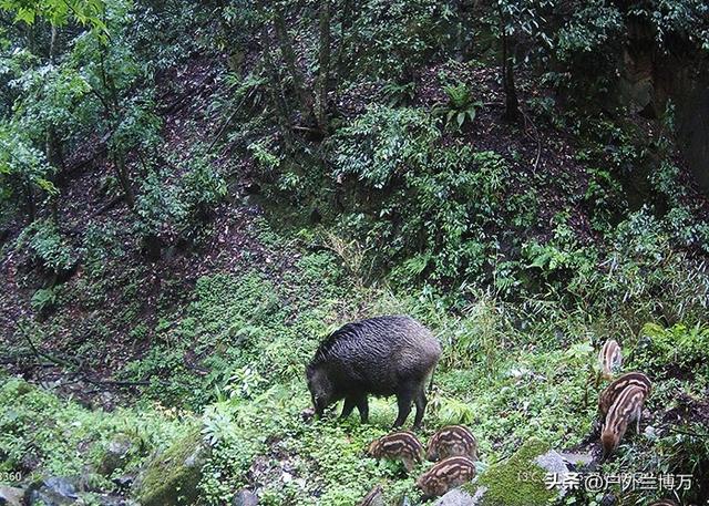 撒腿就跑和硬刚，钓鱼时爬地虎闹窝怎么办