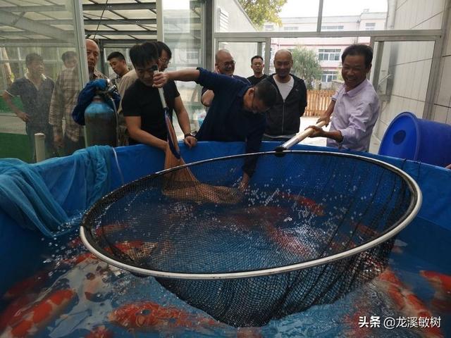 锦鲤各品种的寓意和象征，锦鲤品类介绍<一>