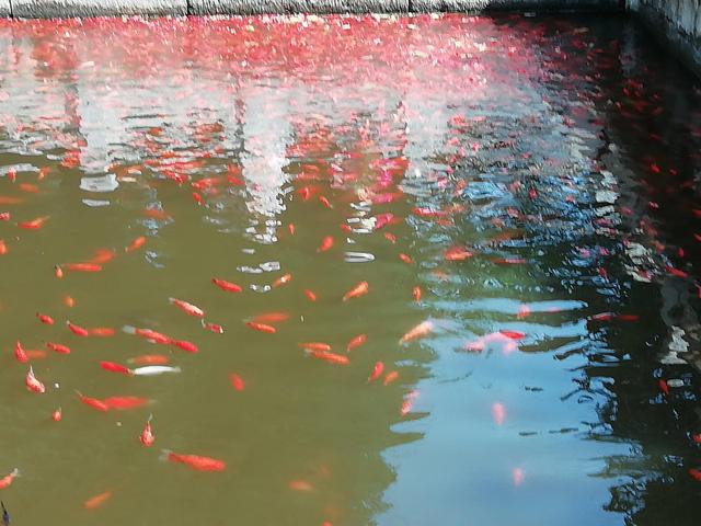 广州普觉寺，十方普觉寺