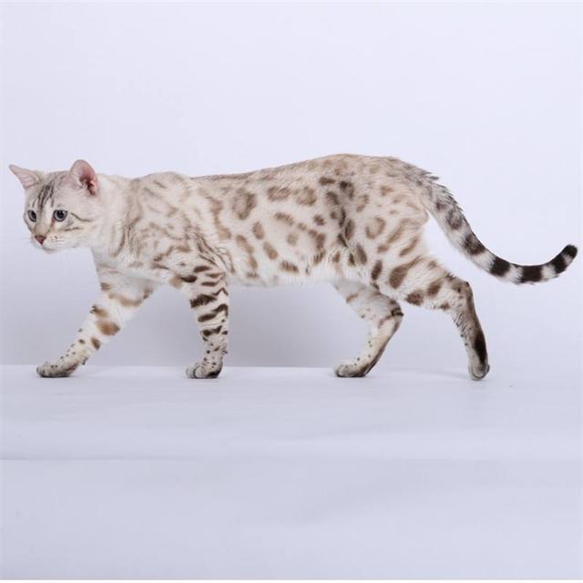 猫咪智商排名前十名是什么猫，智商排名前十的猫咪排行榜