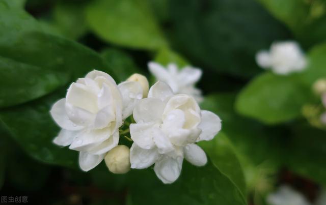 茉莉花什么季节开花，茉莉花什么时候开花最佳（什么时候换盆和修剪）
