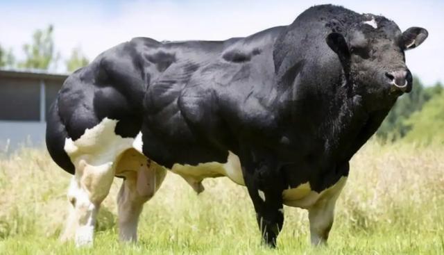 比利时蓝牛长什么样，人类干预自然繁育过程