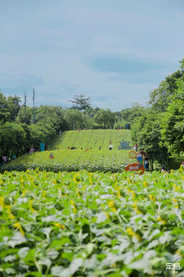 附近看花的地方，深圳最适合去赏花的地方（2023西安及周边赏樱花的地点大全）