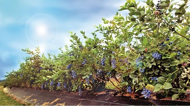 云南产什么水果，云南水果种类及名称