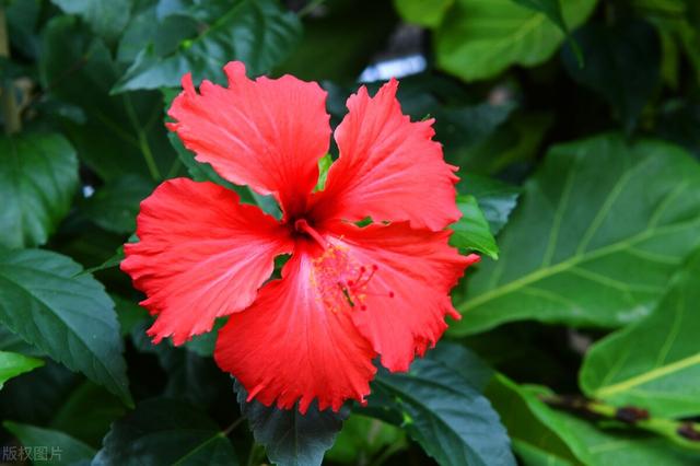 古代姻缘树是干嘛的，小说：高冷皇子寺庙祈福