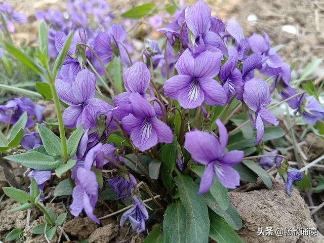这么多野菜你认识几种，比韭菜还鲜嫩