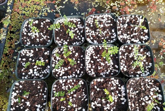 花期长的网红植物，年年是“开花机器”