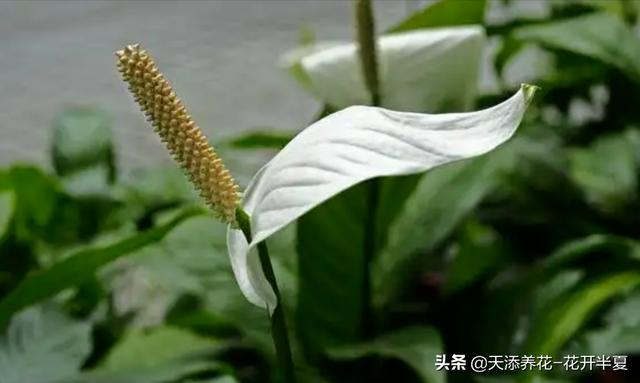 一帆风顺的养殖方法及注意事项，一帆风顺的养护方式