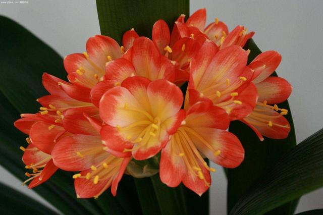 君子兰不开花怎么办才能开花，用“啤酒水”擦叶子